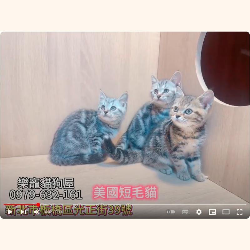 美短