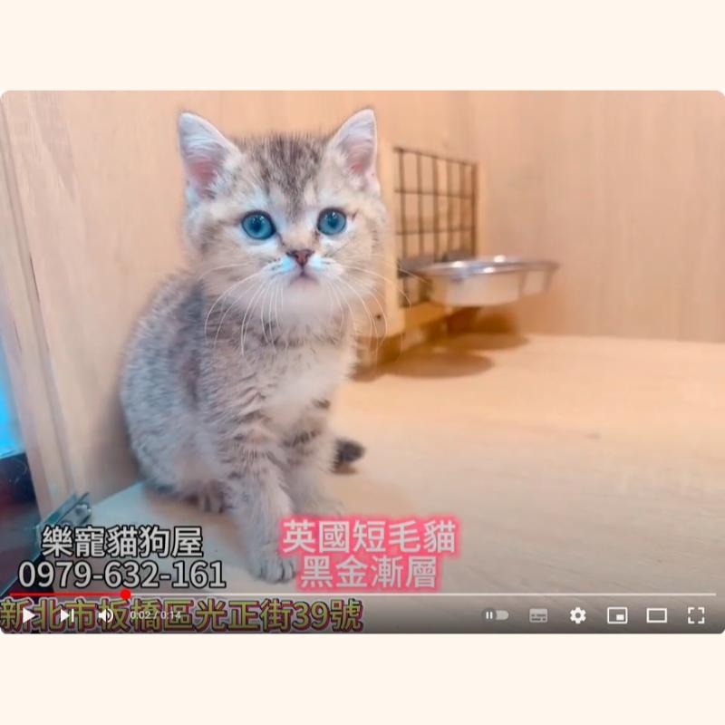 英國短毛貓,英短黑金漸層