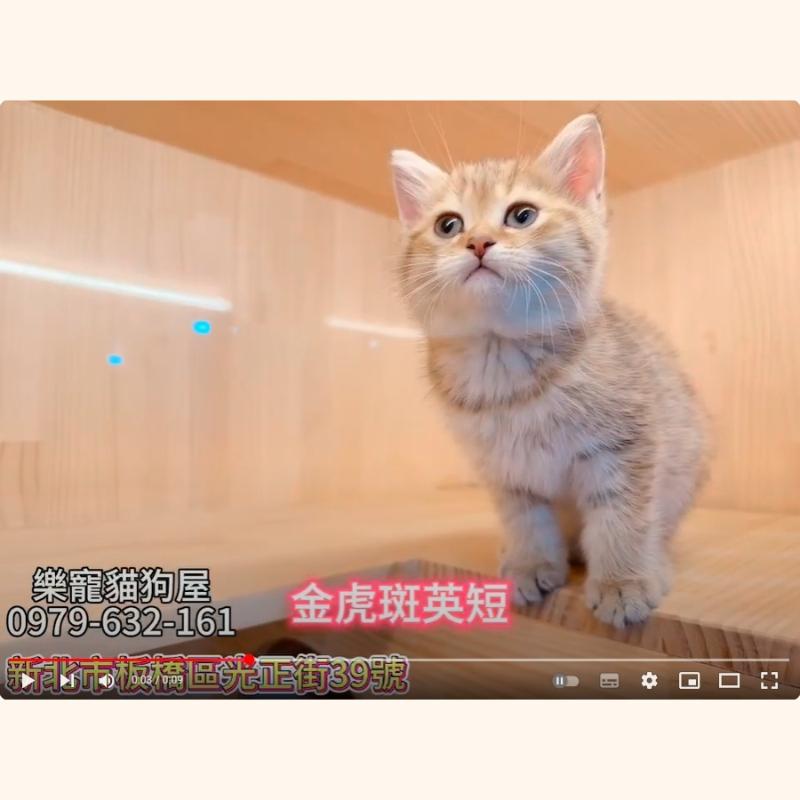 金虎斑英短,英短,英短幼貓