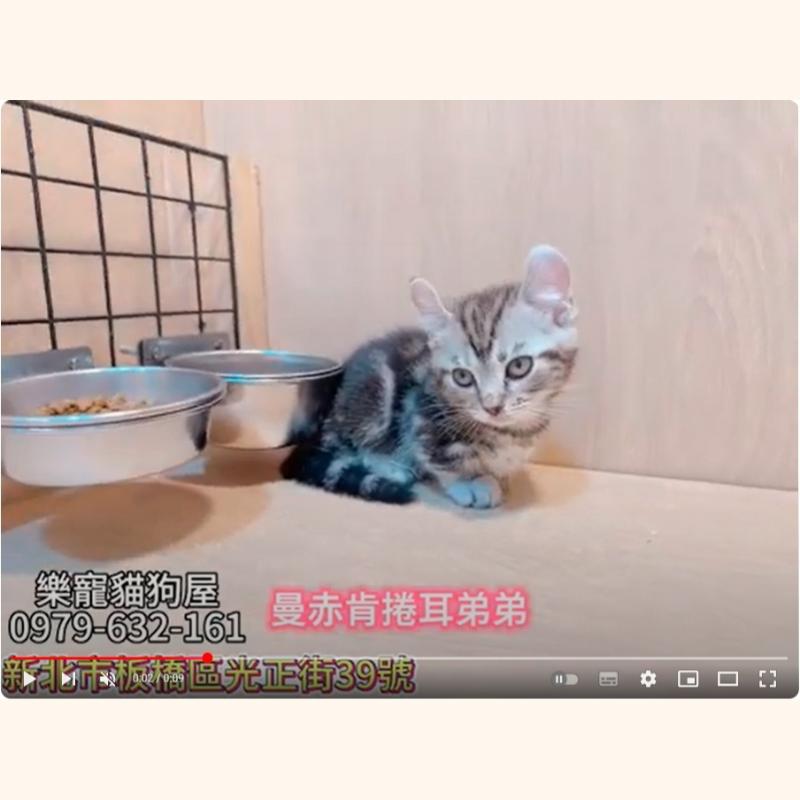 曼赤肯捲耳弟弟,曼赤