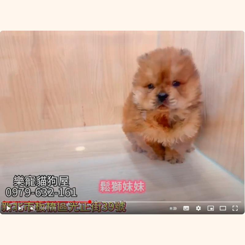 鬆獅妹妹,鬆獅犬