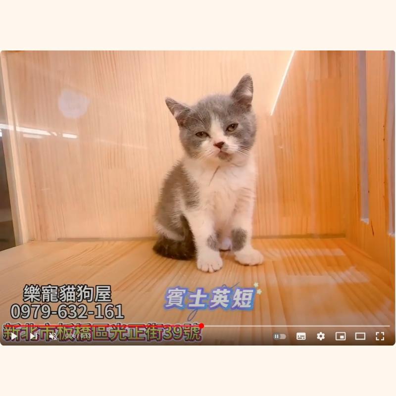 賓士英短,英短,英短