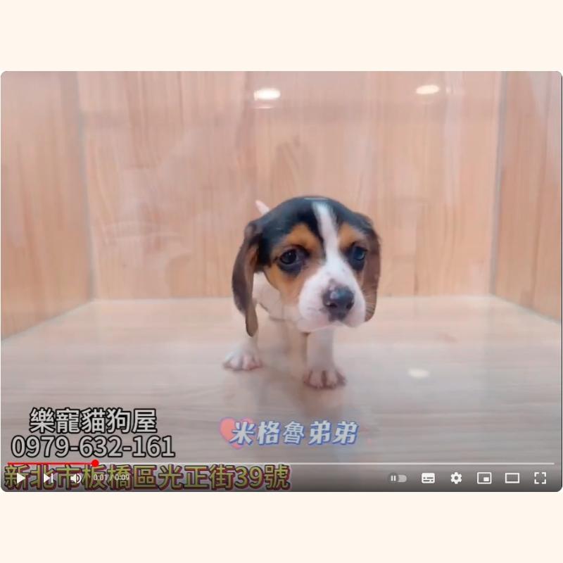 米格魯弟弟