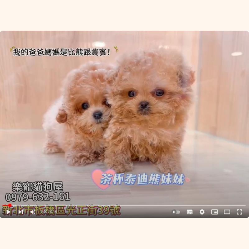 茶杯泰迪熊妹妹