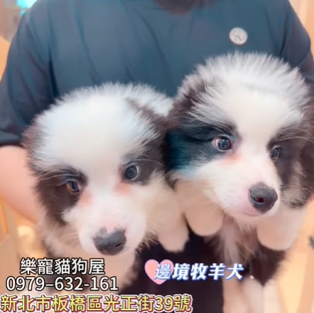 邊境牧羊犬