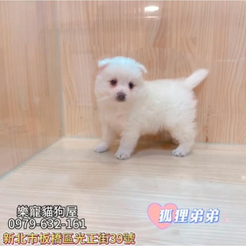 狐狸弟弟