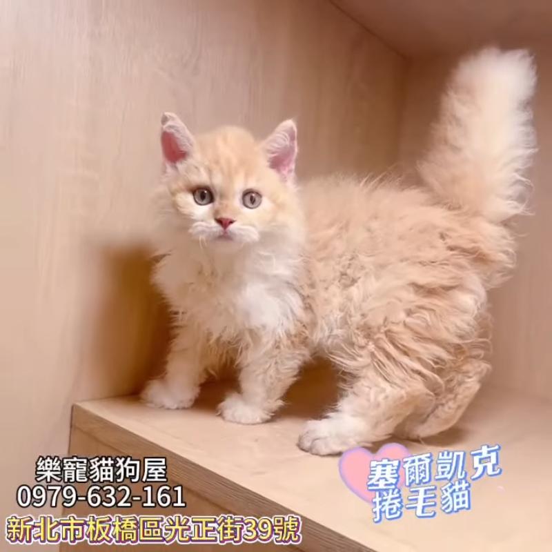 賽爾凱克捲毛貓