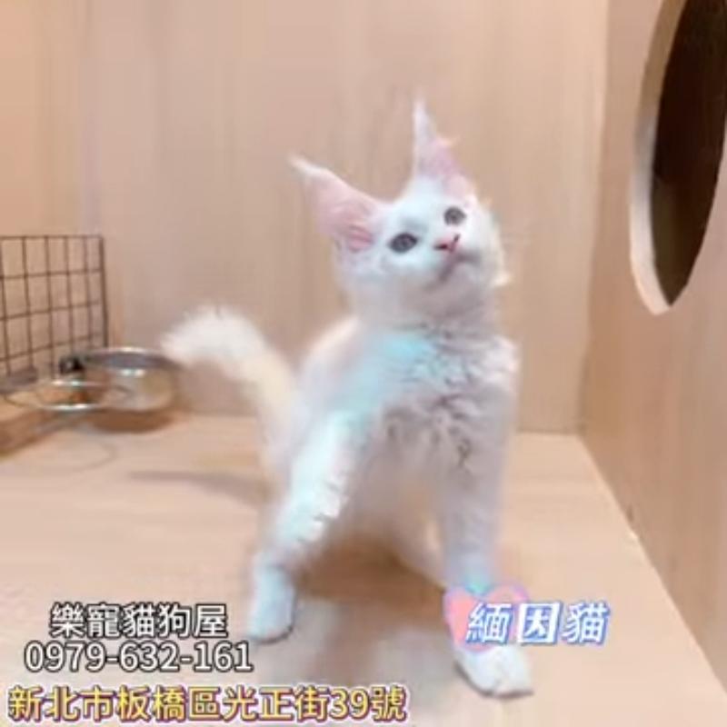 緬因貓