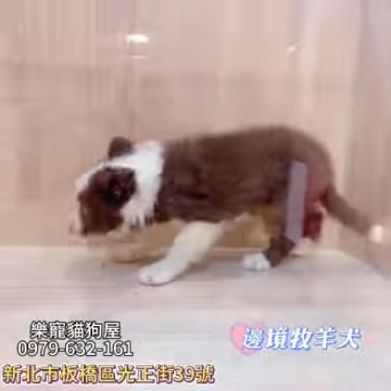 邊境牧羊犬