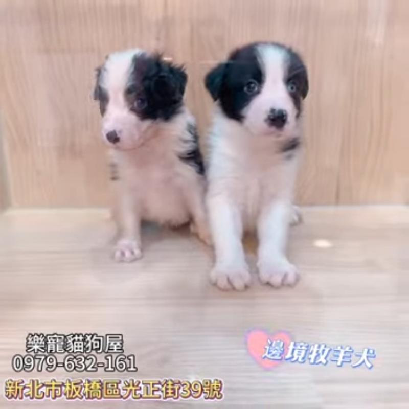 邊境牧羊犬
