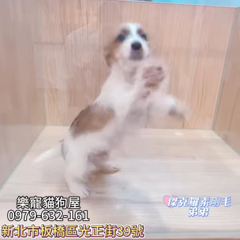 傑克羅素剛毛弟弟