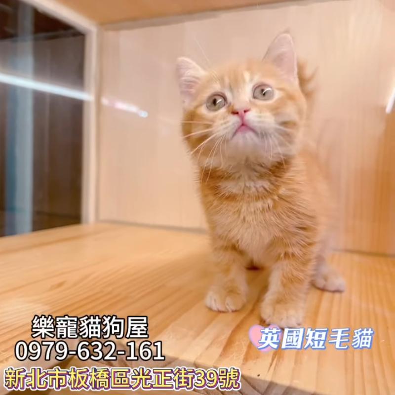 英國短毛貓,英短