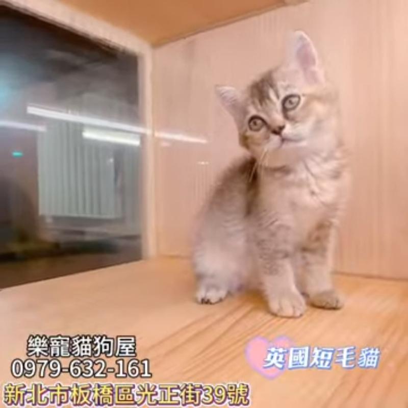 英國短毛貓,英短