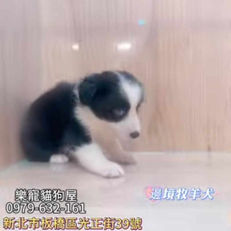 邊境牧羊犬