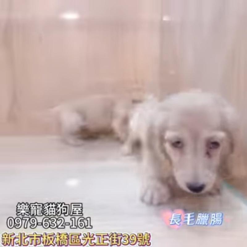 長毛臘腸
