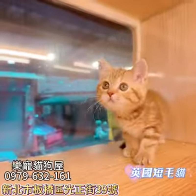 英國短毛貓,英短