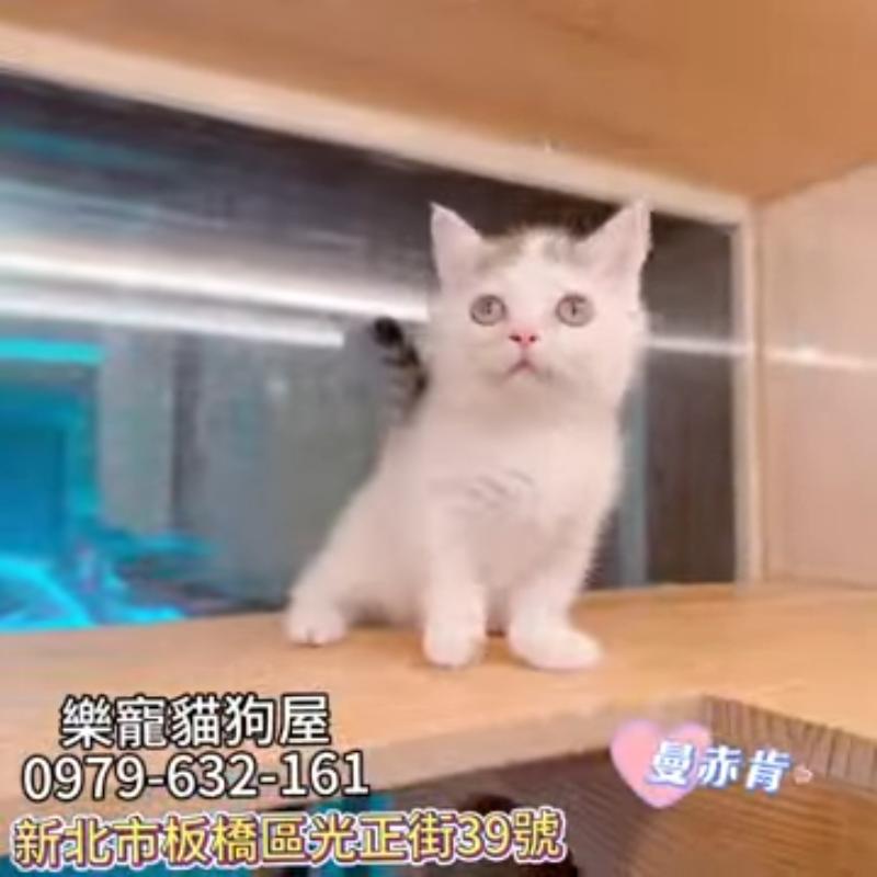 曼赤肯