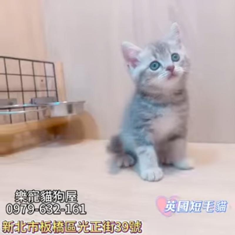 英國短毛貓