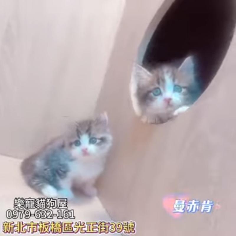 曼赤肯