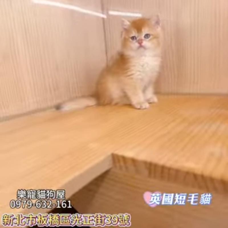 英國短毛貓