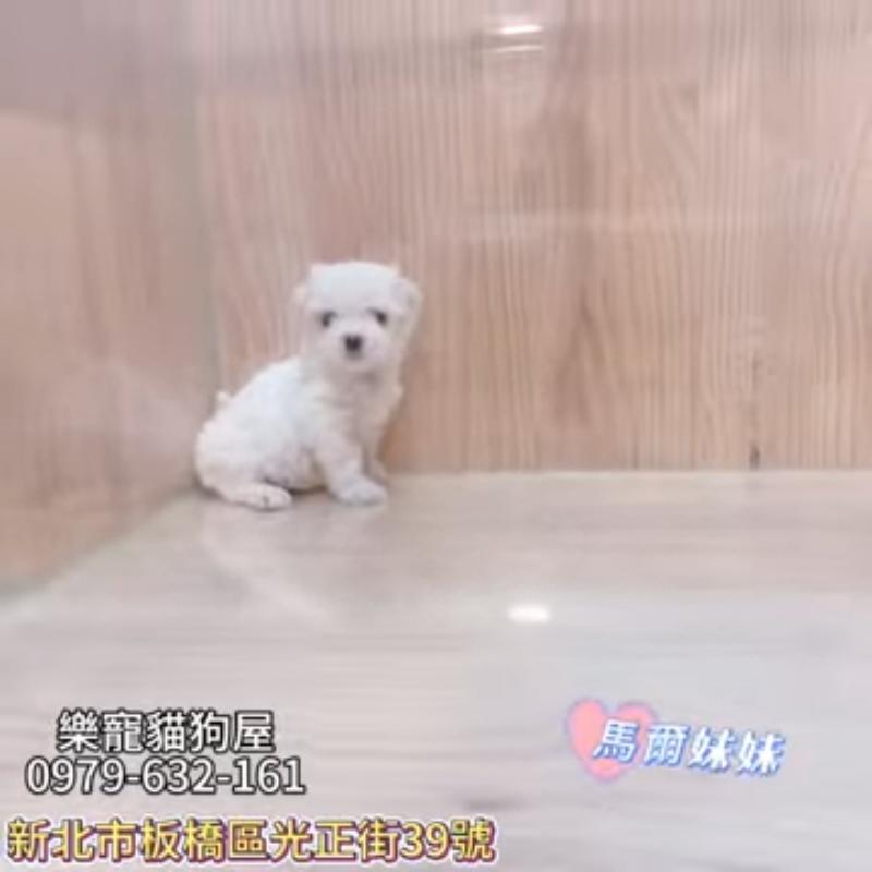 馬爾妹妹,馬爾濟斯