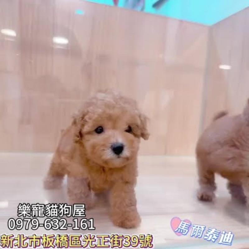 馬爾泰迪
