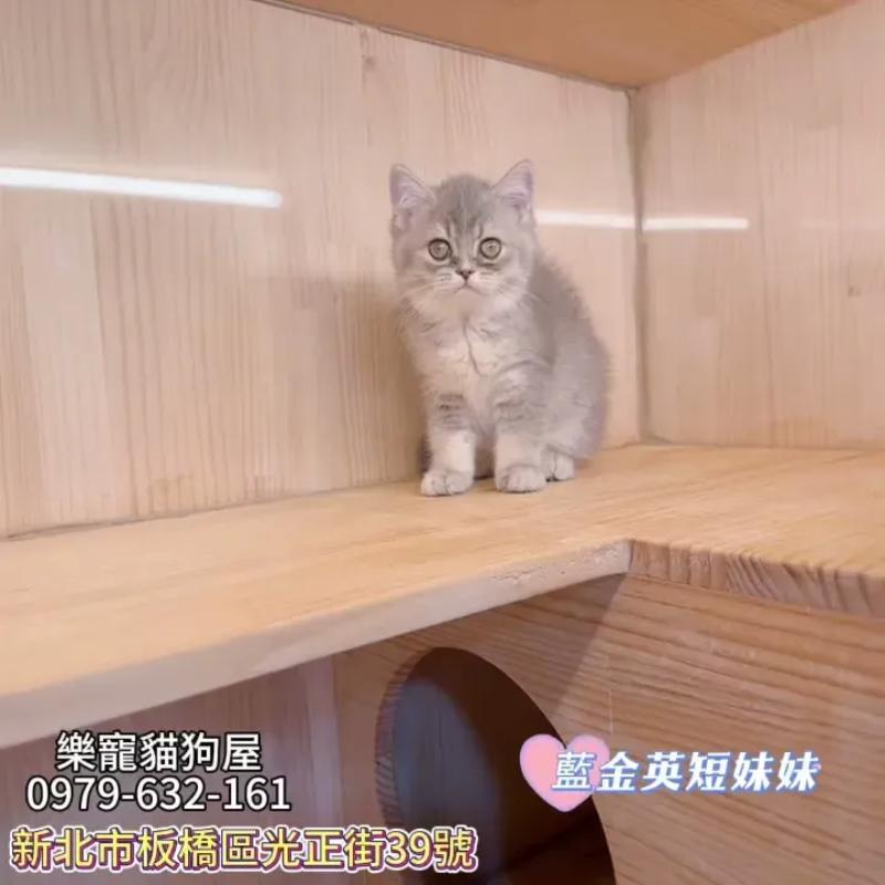 藍金英短妹妹