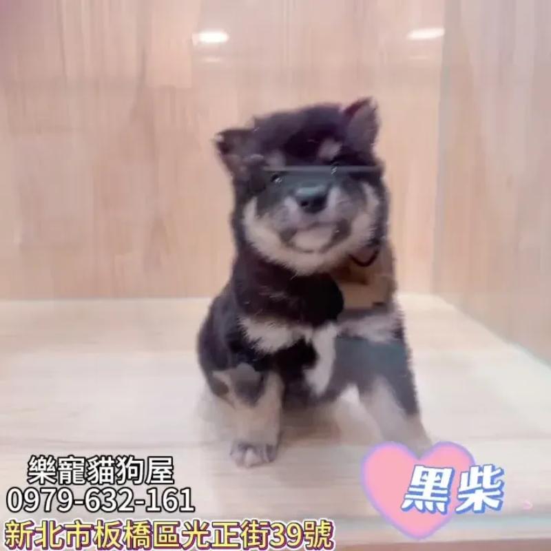 黑柴