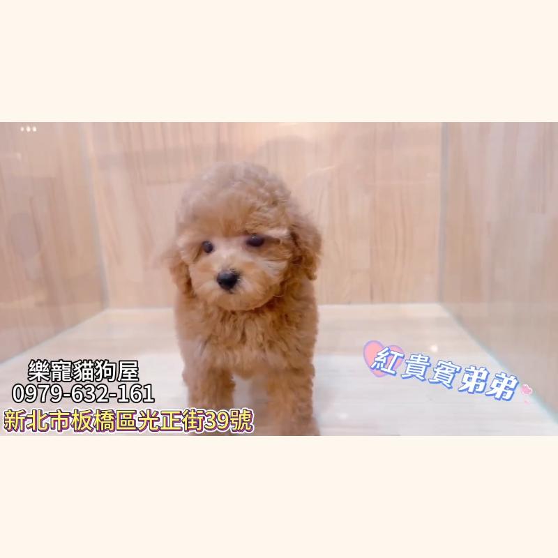 紅貴賓弟弟,貴賓