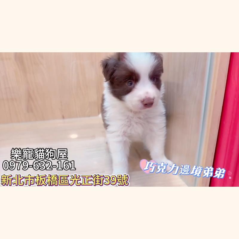 巧克力邊境弟弟,邊境