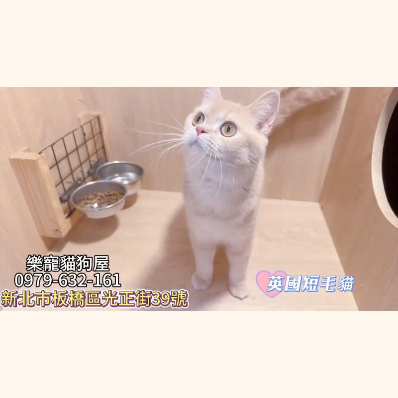英國短毛貓