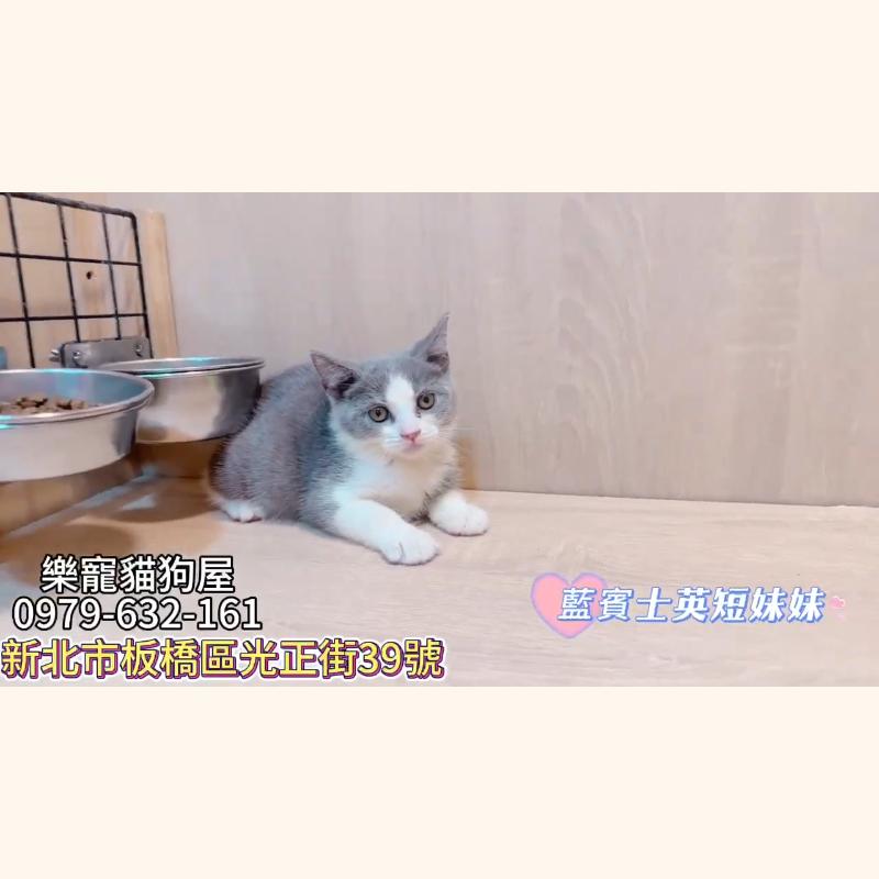 藍賓士英短妹妹