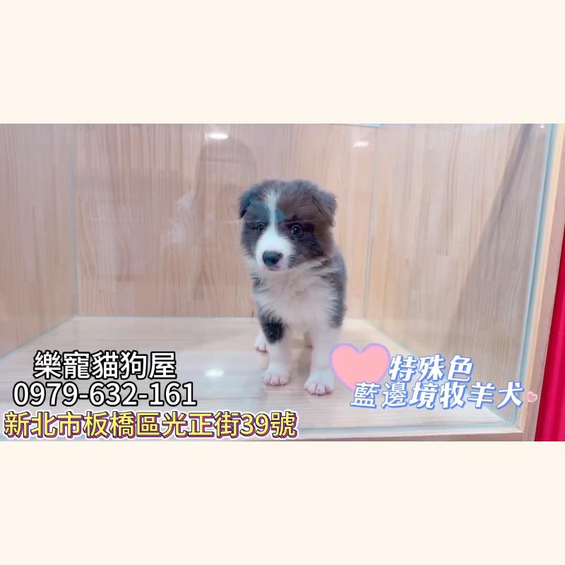 特殊色藍邊境牧羊犬