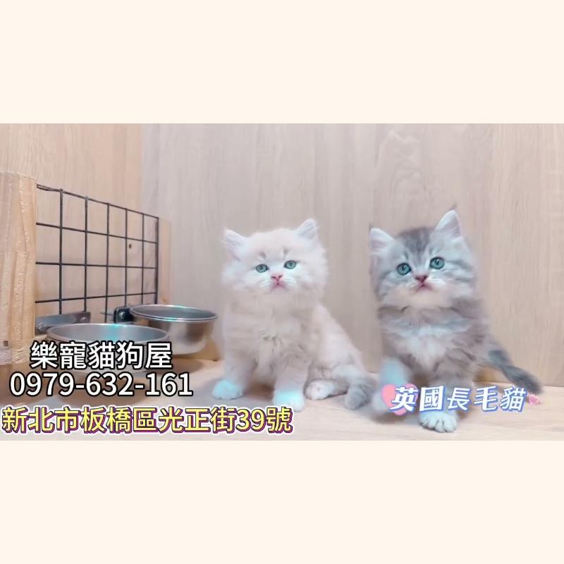英國長毛貓