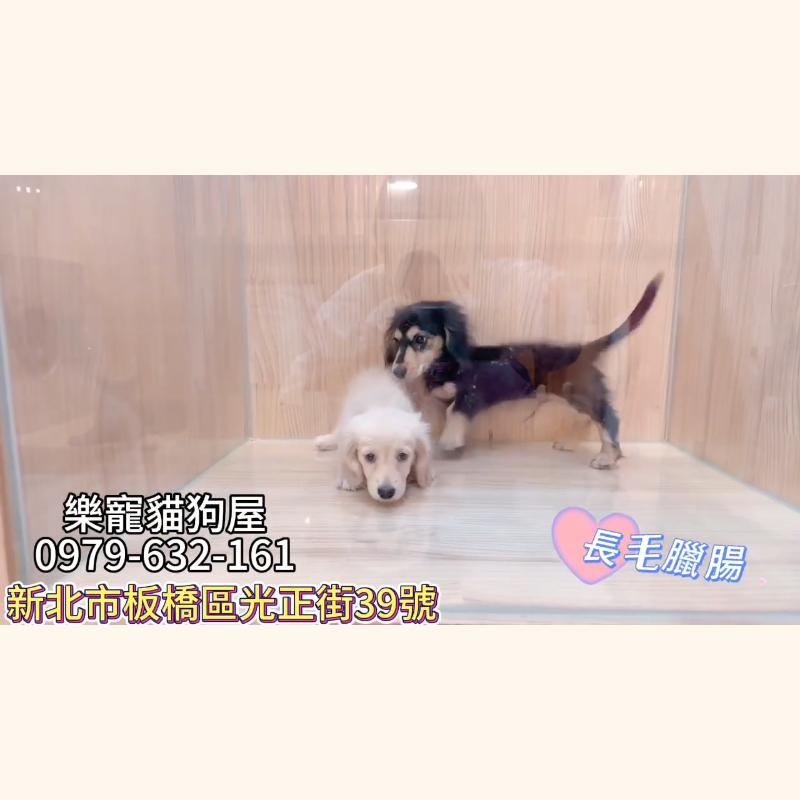 長毛臘腸,臘腸,臘腸幼犬