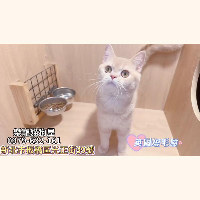 英國短毛貓,英短