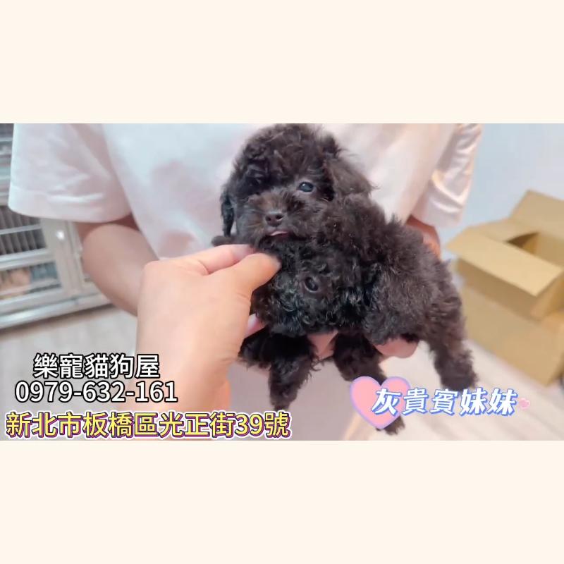 灰貴賓妹妹,貴賓