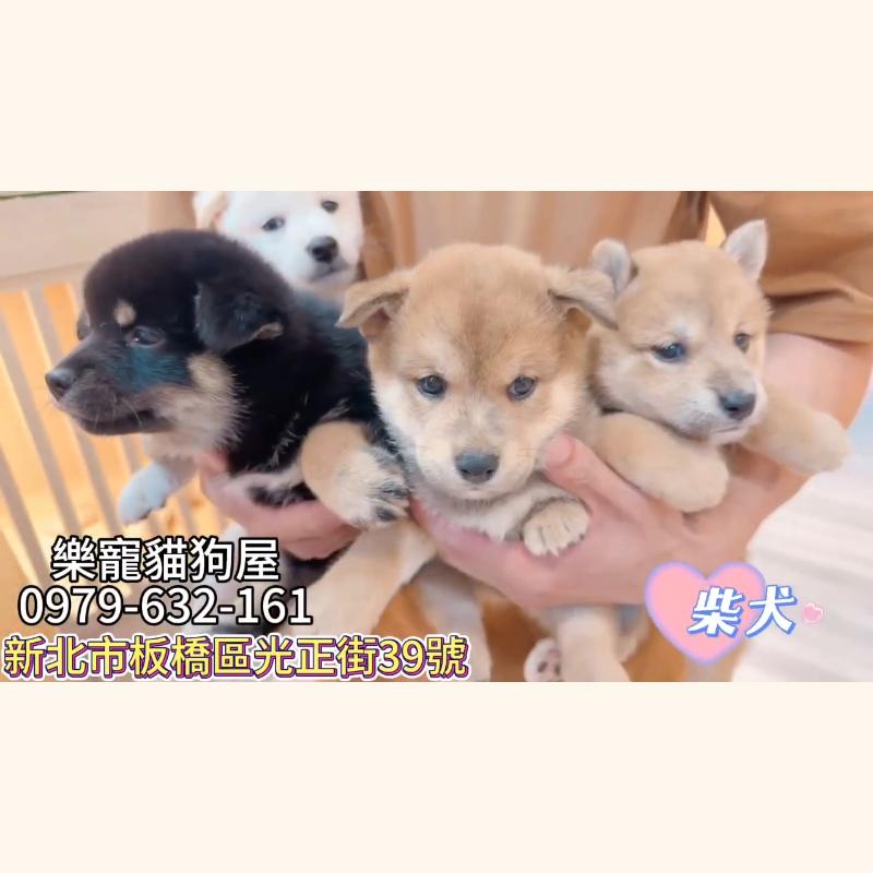 柴犬,柴犬幼犬