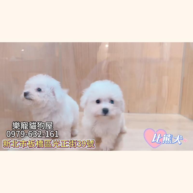 比熊犬