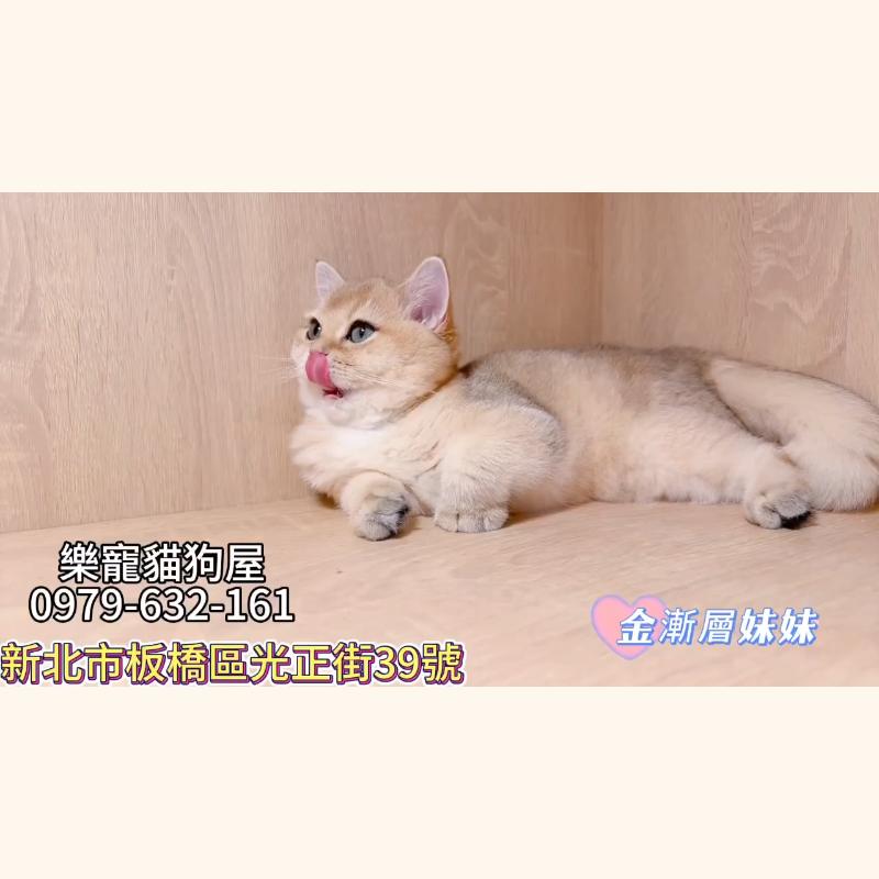 金漸層妹妹