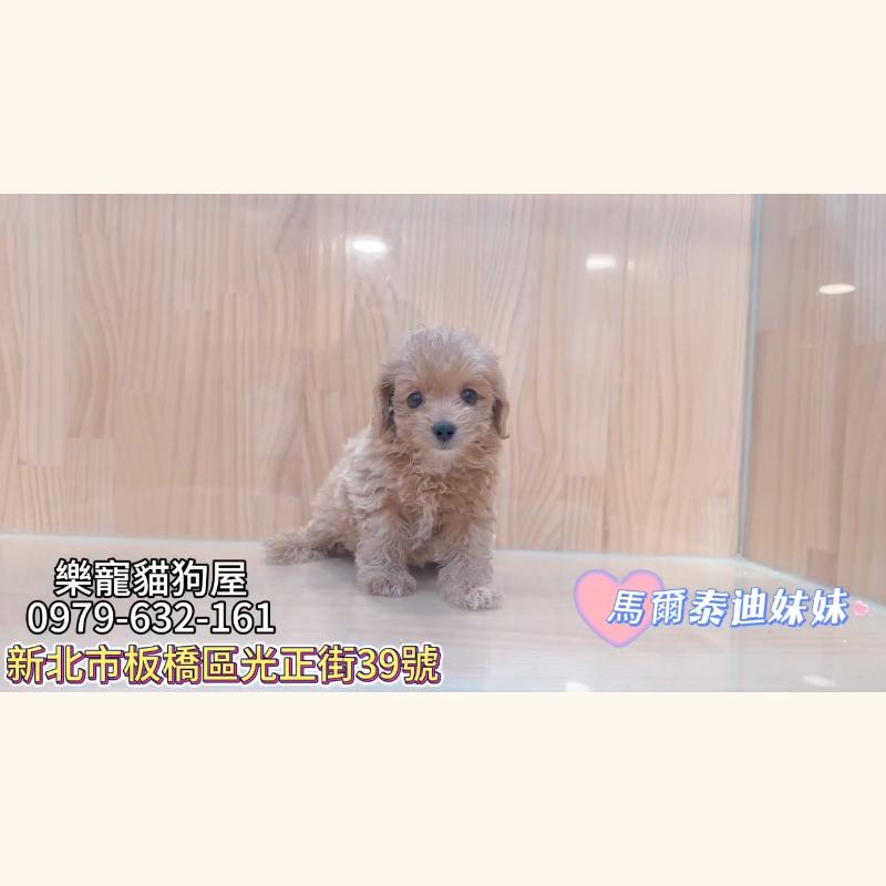 馬爾泰迪妹妹,馬爾泰