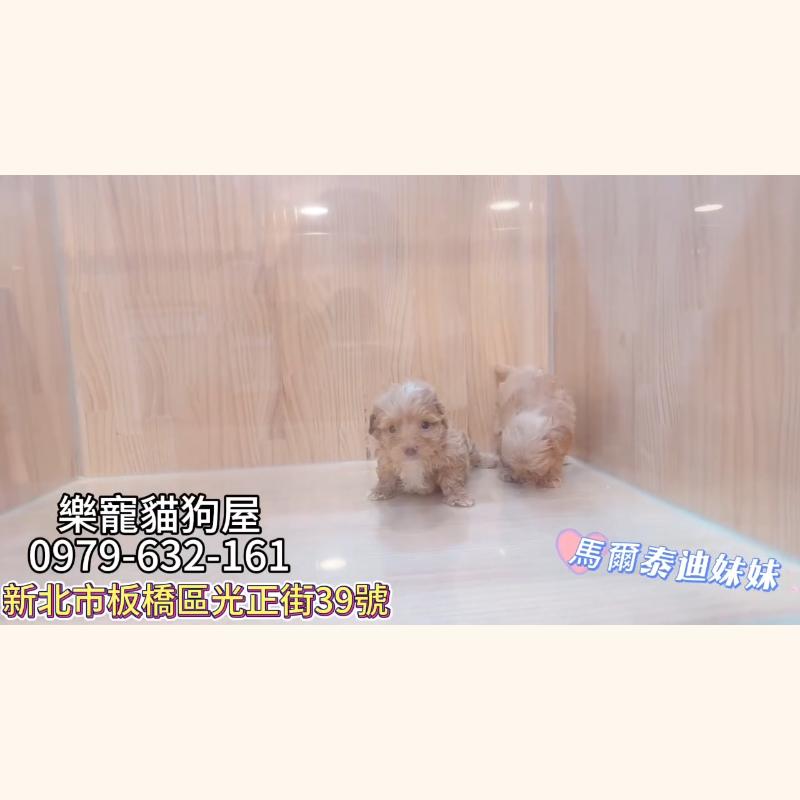 馬爾泰迪妹妹