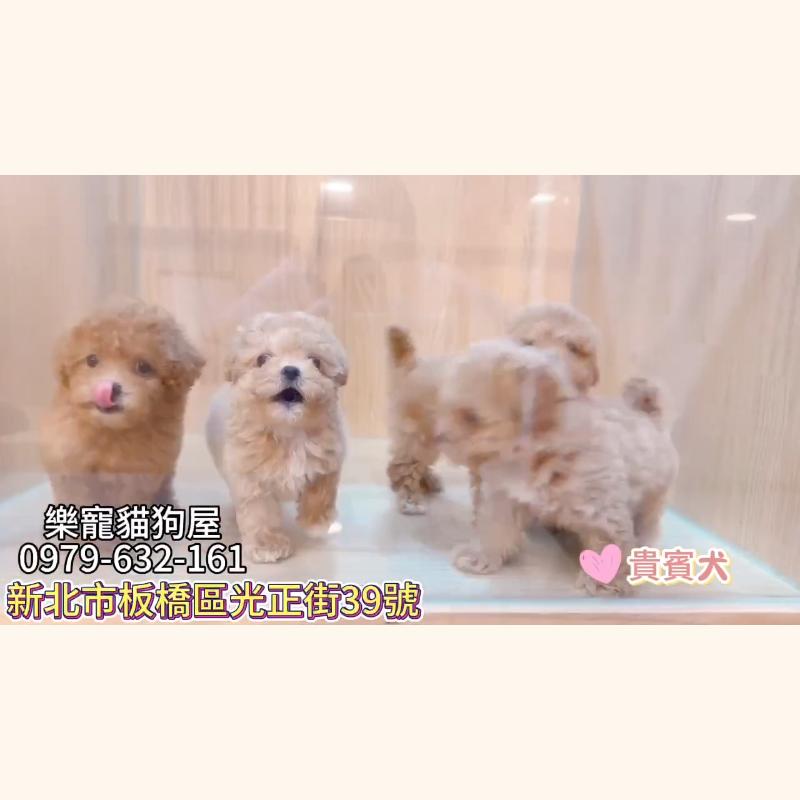 貴賓犬