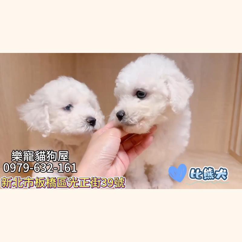 比熊犬