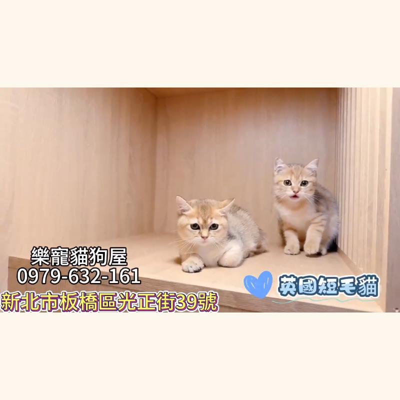 英國短毛貓
