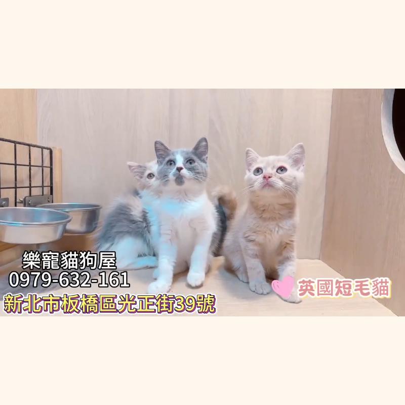 英國短毛貓,英短