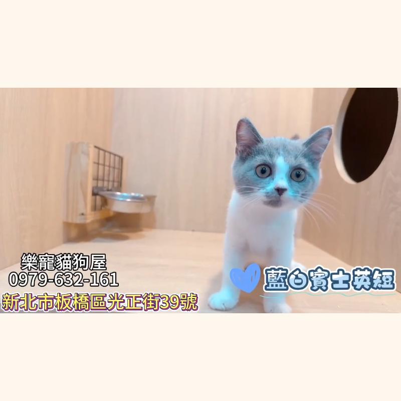 藍白賓士英短,英短