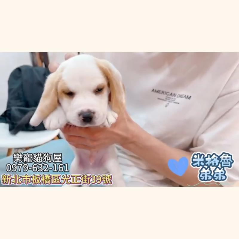 米格魯弟弟,米格魯