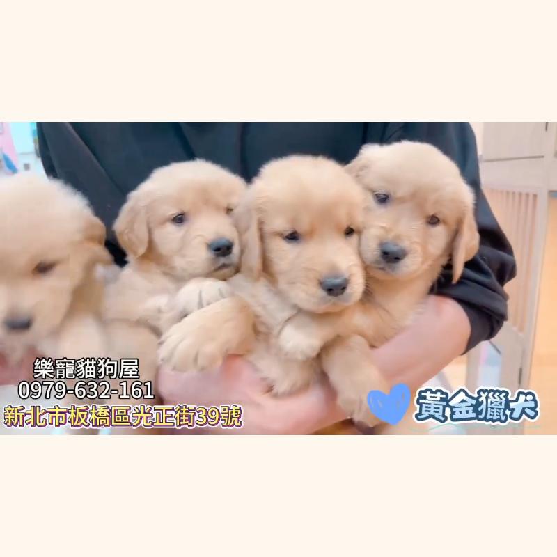 黃金獵犬