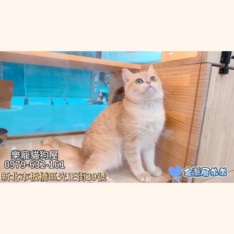 金漸層弟弟,金漸層